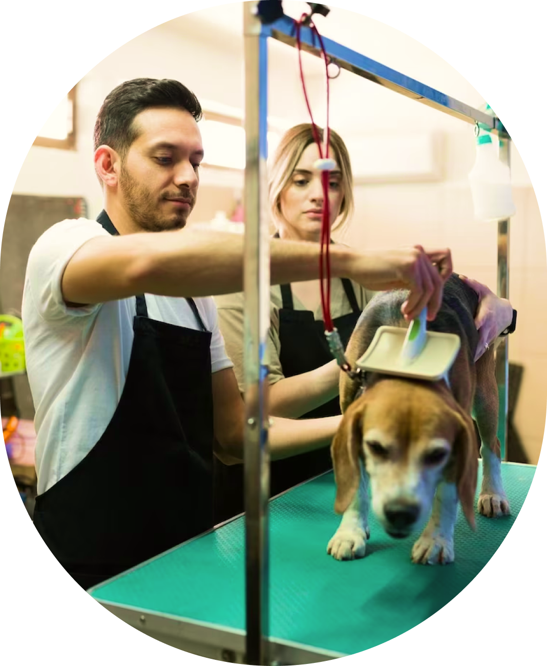 Two people grooming a dog